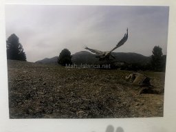 Exposición de aves de la comarca